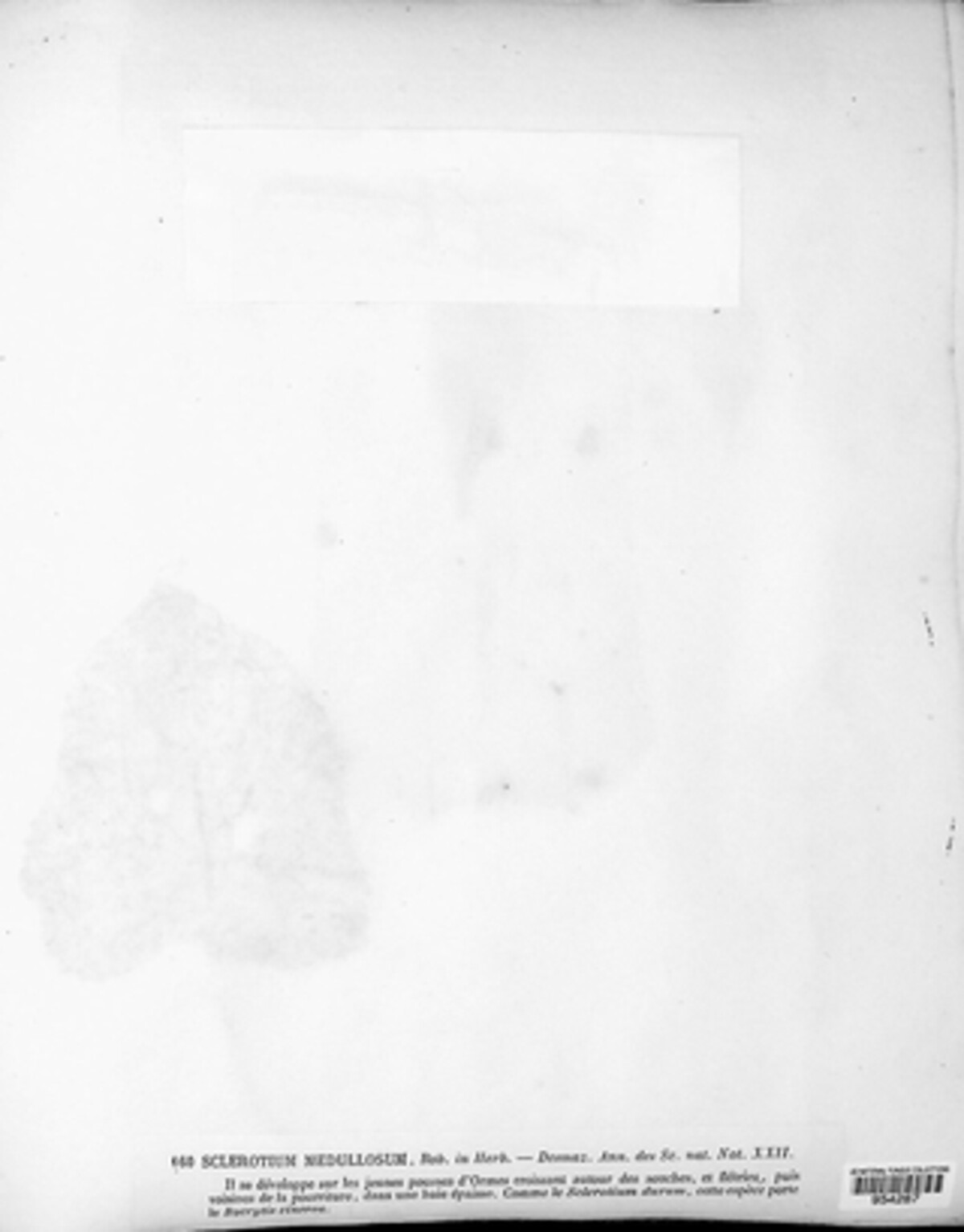 Sclerotium medullosum image